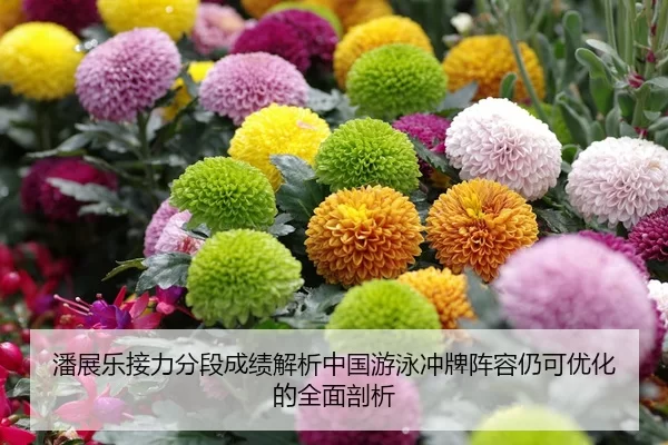 潘展乐接力分段成绩解析中国游泳冲牌阵容仍可优化的全面剖析